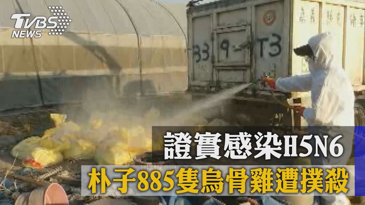 證實感染H5N6　朴子885隻烏骨雞遭撲殺