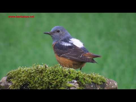Roquero rojo ( Monticola saxatilis ) Rock Thrush