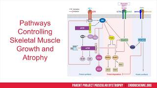 Is Myostatin Still a Potential Therapeutic Target? (October 2018)