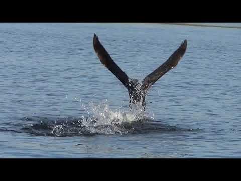 Река большой Черемшан ОСЕНЬ 2019