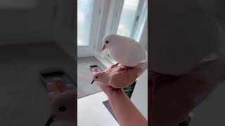 dove mating#viral#shortvideo#trending