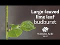 Large-leaved Lime leaf budding Timelapse | Woodland Trust