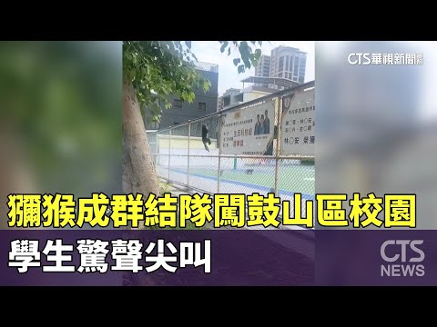 獼猴成群結隊闖鼓山區校園　學生驚聲尖叫