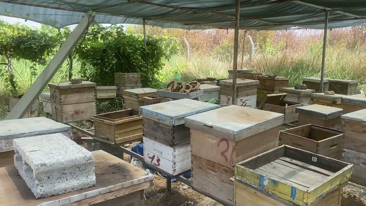 الصيف اخطر على النحل من الشتاء 