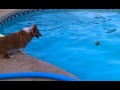 CORGI Boots Jumping In Pool
