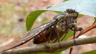 Download lagu Suara tonggeret super keras untuk masteran  burung dan untuk nada dering 🤓🤓🤓 mp3