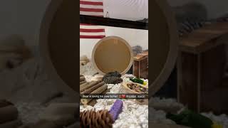 Campbell's dwarf hamster Rodents Videos