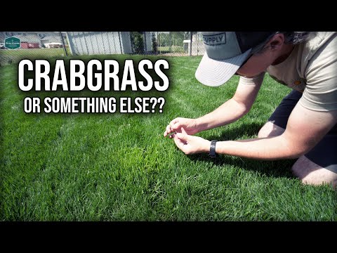 Is This CRABGRASS or Something Else??