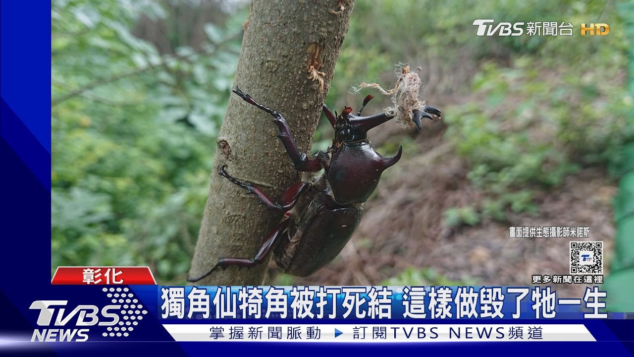 獨角仙犄角被打死結 這樣做毀了牠一生