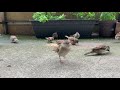 Sparrow Sounds Live Bird Tv Bird Watching Sairaskitchen3700