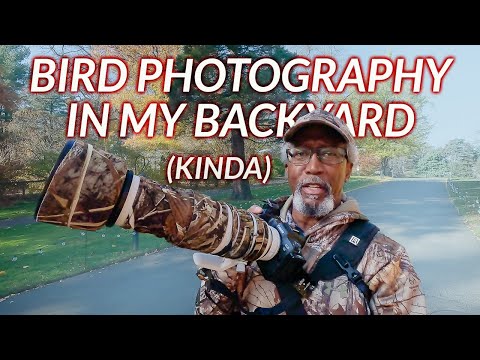 Capture Stunning Bird Photos Practically In Your Yard!