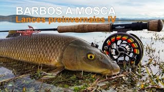 Barbos a mosca - Lances preinvernales IV