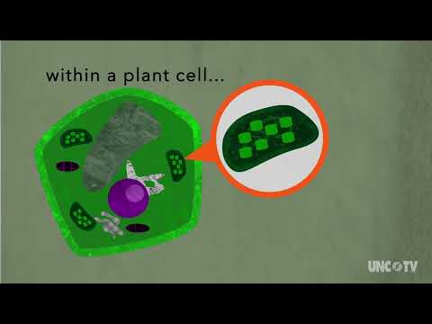 Science Now Photosynthesis