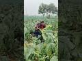 Cauliflower Cutting Cauliflower Farming Couliflower Agriculture Biharagriculture Villagelife