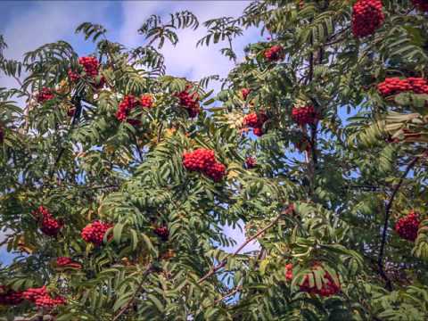 Slawa Przybylska   Uralʹskaya ryabinushka