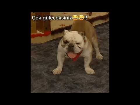 Taci ve dudu komik anlar70 bölüm full