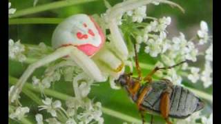 Blood Music - deadboy &amp; the Elephantmen / dax riggs