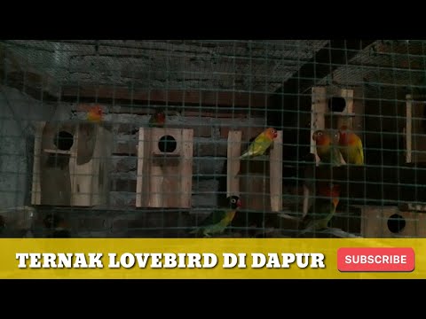 Apa yang harus dilakukan jika saya 14 dan penis kecil Metode operasi pembesaran penis