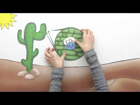 FOTOSYNTHESE | C4 UND CAM-PFLANZEN | Biologie | Stoffwechselbiologie