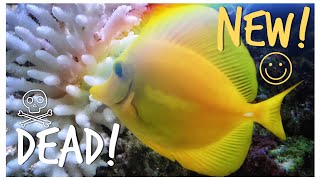 #Reefzilla - First 8 Months - Epic 180 gallon Custom Reef Tank Update