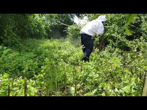 Perfectly Hidden Bald-Faced Hornets Nest in Freehold, NJ