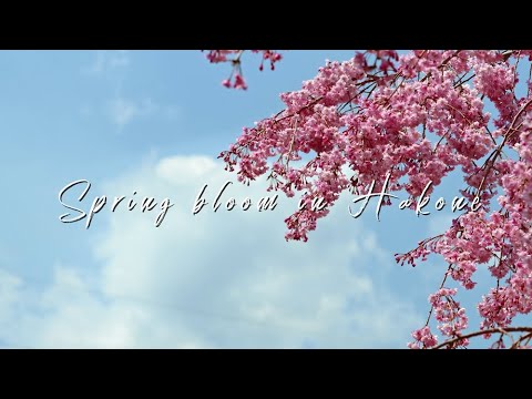 Spring bloom in Hakone