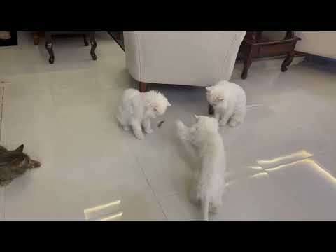 Watch these four mischievous cats take one toy and turn it into a full-blown paw-ty!” 🐾😹🧸🎉🐈‍⬛