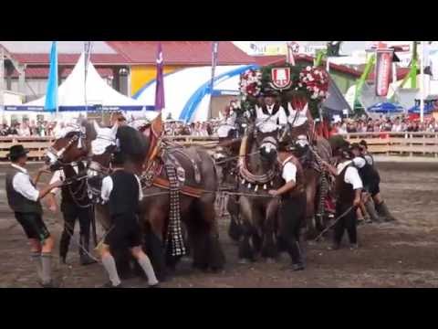 Spaten Brauereigespann bleibt im Morast hängen
