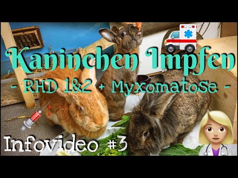 , title : 'Kaninchen Impfen RHD RHD2 Myxomatose | Infovideo #3'