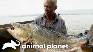 Download lagu Africa's Deadliest River Creatures | River Monsters | Animal Planet mp3
