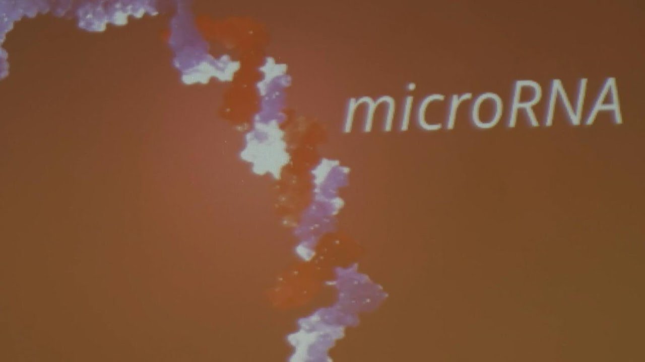 MicroRNAs, engrenagens do funcionamento extremamente complexo do genoma | AFP