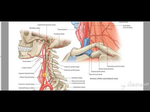Common Carotid Relations 5
