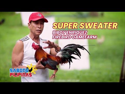 SUPER SWEATER SIGNATURE BLOODLINE NI BIBOY ENRIQUEZ NG FIREBIRD GAMEFARM, KILALANIN!