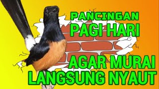 Download lagu Pancingan PAGI HARI AGAR MURAI GACOR❗COBA sekali murai DIAM langsung bunyi mp3 Download lagu Pancingan PAGI HARI AGAR MURAI GACOR❗COBA sekali murai DIAM langsung bunyi mp3