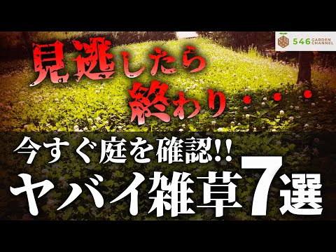 春になったら除草剤を撒いたほうがいいでしょうか?すべきこととしてはいけないこと  庭園
