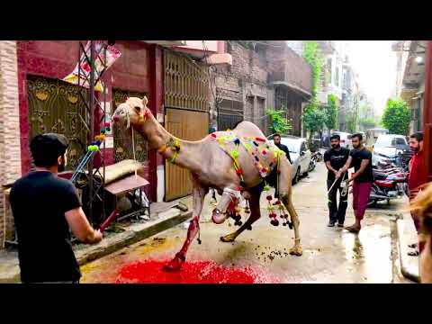 Dangerous Camel Qurbani 2021 | Best Qurbani | Eid ul Adha 2021 #shorts