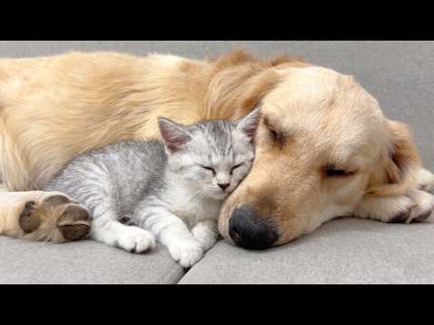 YouTube 썸네일