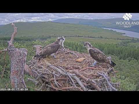 Earthquake! Louis & the Loch Arkaig Osprey chicks react to a local tremor heard and felt 1 Aug 2025