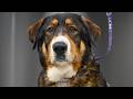 This GIANT Shepherds First Groom...You Won't Believe What Came Off 😲