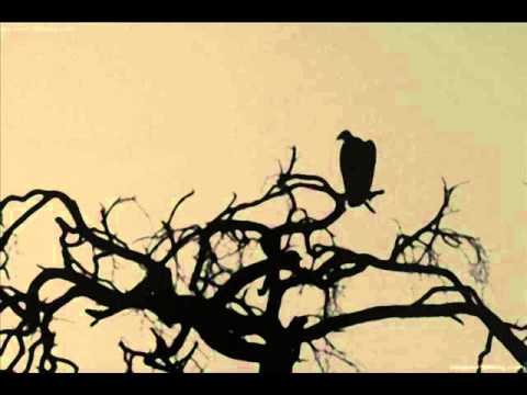 BUITRE - HECTOR ZIMAS