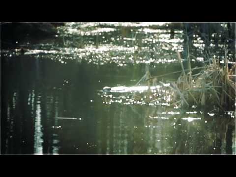 Le castor / The Beaver, spotted near Magog Quebec Canada