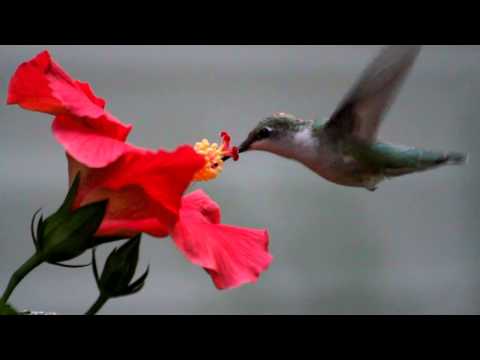 YouTube video about: What kind of bird can drink nectar from flowers?