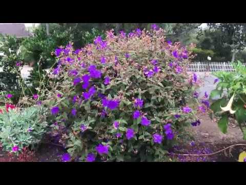 Tibouchina urvilleana - Princess Flower