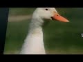 Sesame Street What Sound Dose A Duck Make
