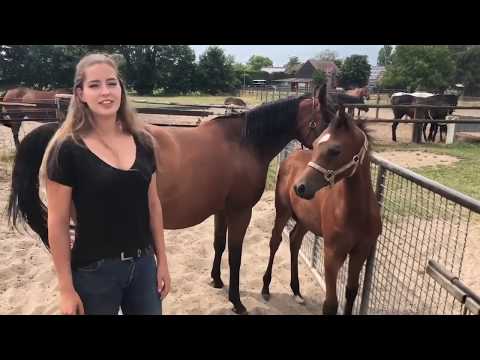 Flaxman Arabians/ Stoeterij molenveld door Chelsea