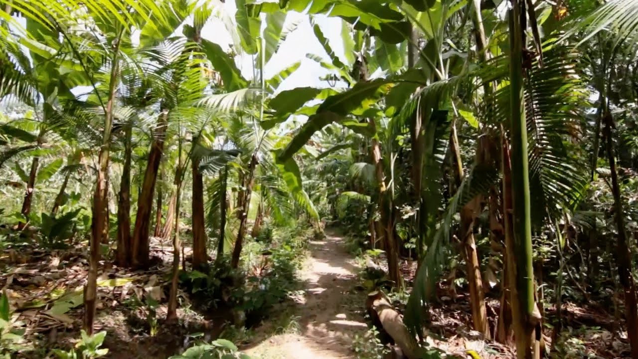 No Correr das Águas: Agroflorestas - Episódio 4