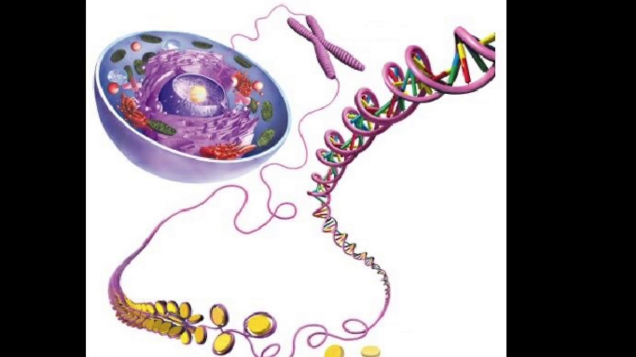 Niveles de empaquetamiento del ADN
