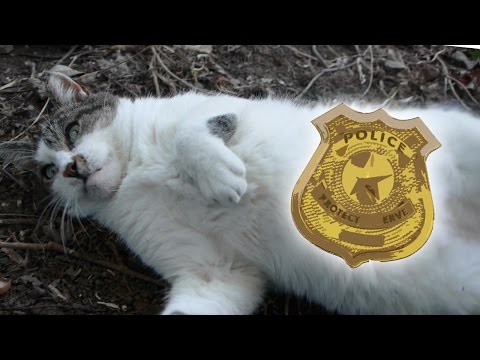 Cat Tales - On The Case! - Cat Cop!