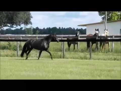 Tanzania Black Pure Spanish Filly