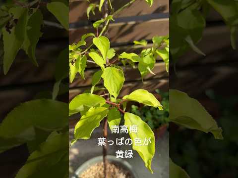 トゥジャが乾燥して葉が黄色くなったのはなぜですか?すべては自然に緑色を取り戻すためです。  庭園